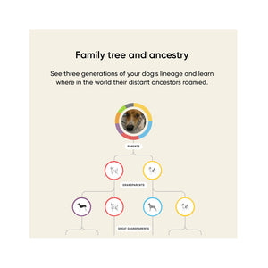 Embark Dog DNA Breed + Health Test Kit