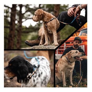 Wolfgang Overland Comfort Dog Harness